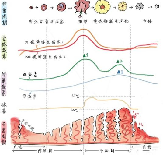 高龄产妇是自然怀孕好还是做供卵试管婴儿好？