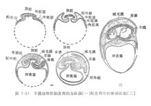 我可以选择供卵做试管婴儿的性别和双胞胎吗？