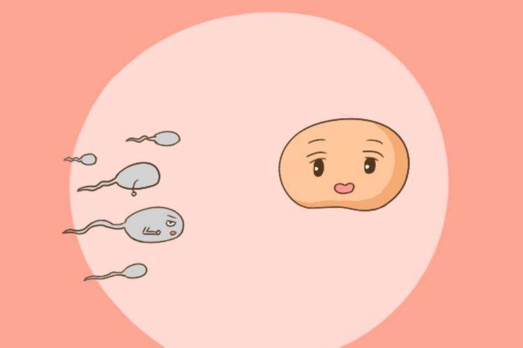 安徽合肥供卵试管婴儿哪里做得成功率最高